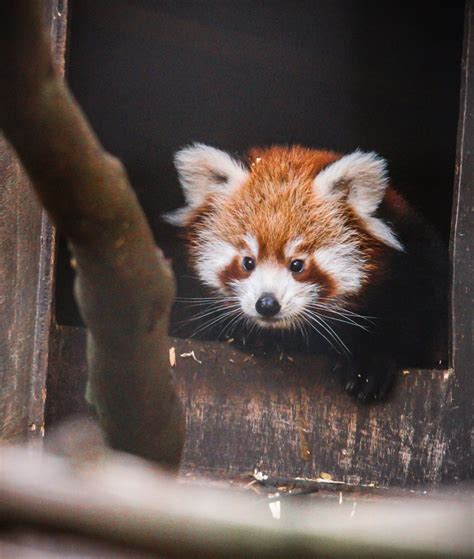 Cute Red Pandas Cubs At Welsh Mountain Zoo