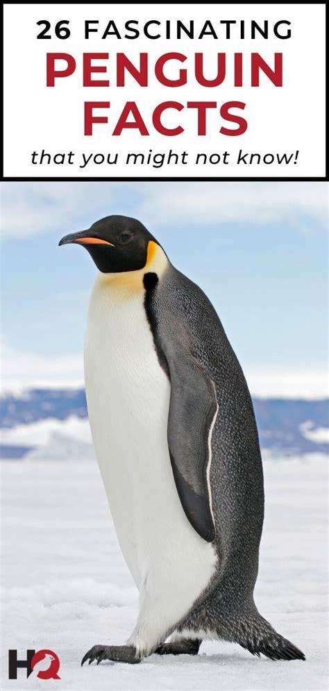 26 Penguin Facts To Make You Waddle With Joy 2024 Penguin Facts Fun Facts About Penguins