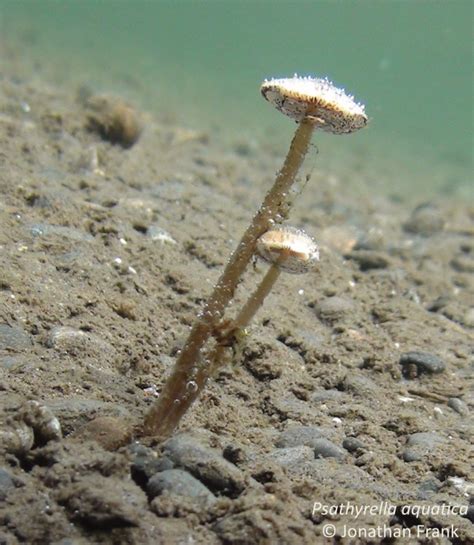 The Aquatic Gilled Mushroom Psathyrella Aquatica