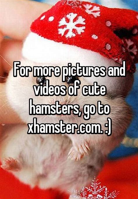 For More Pictures And Videos Of Cute Hamsters Go To