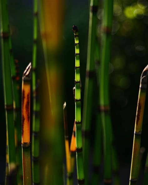 Plants That Look Like Bamboo