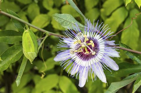 Blue Passion Flowers And Leaves In Nature Stock Image Image Of