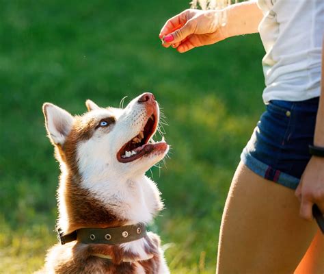 Top 10 Easiest Dogs To Train Canna Pet®