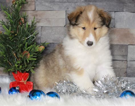 Akc Registered Collie Lassie For Sale Fredericksburg Oh Female Mer