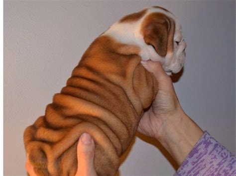Baby french bulldog funny french bulldogs. Fat Baby's Fat Babies English Bulldogs - Dog Breeders ...