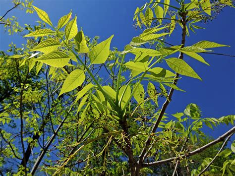 Fraxinus Americana Oleaceae