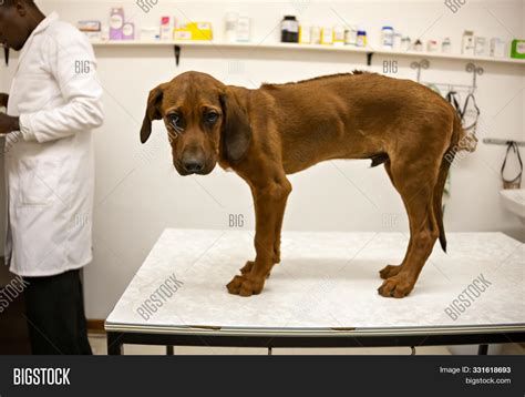 Very Sick Dog Image And Photo Free Trial Bigstock