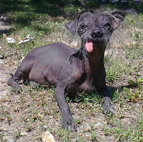 Meet The Worlds Ugliest Dog Photos Image 3 Abc News