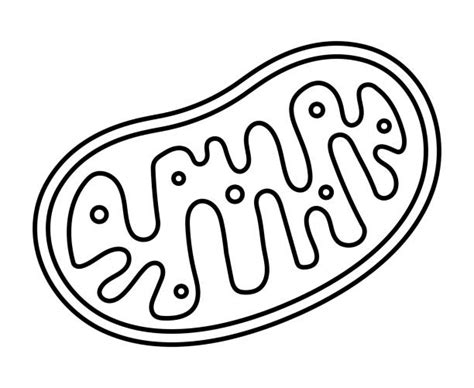 Mitochondrion Illustrations Royalty Free Vector Graphics And Clip Art