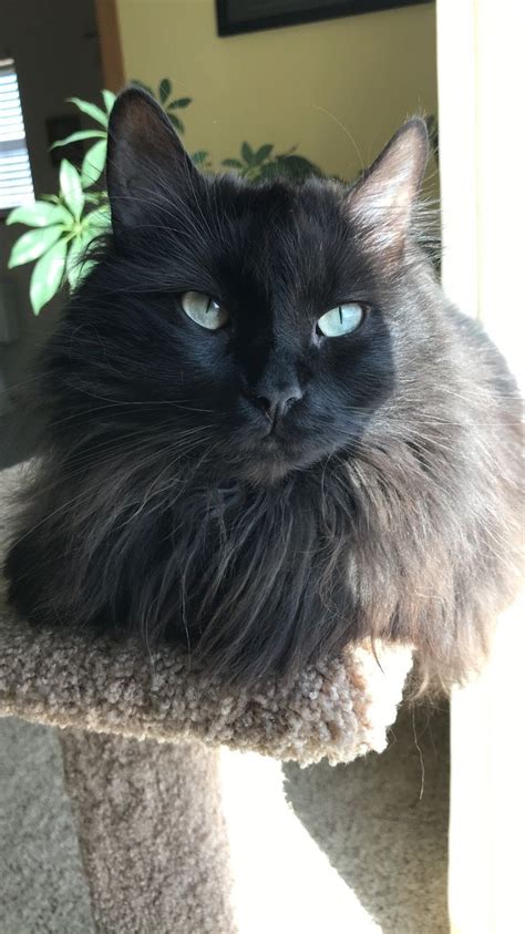 Long Haired Fluffy Black Cat With Green Eyes Fluffy Black Cat Black