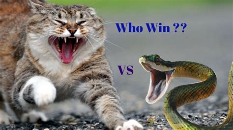 A Brave Angry Cat Fighting With Cobra Angry Cat Vs Cobra Snake Black