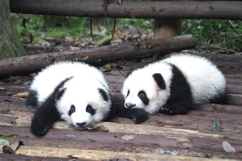 Tokyo Zoo Sees Crowds Rush To Visit Newborn Twin Pandas