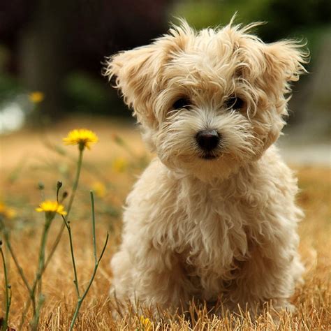 Puppy Dog Breeds Pictures