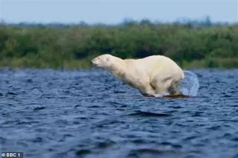 Polar Bear Dives Into Pod Of Beluga Whales In David Attenboroughs