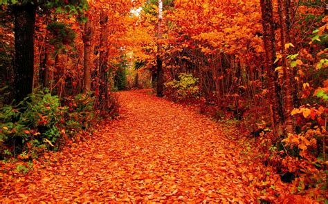 Fall Foliage Pictures Data Src Beautiful Forest In The Fall