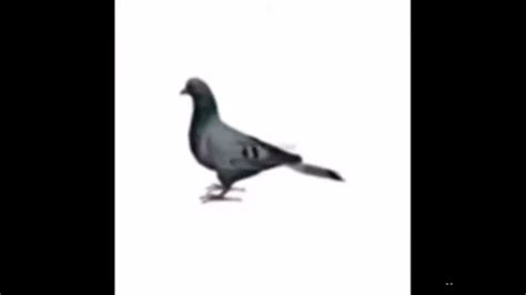 Pigeon Youtube