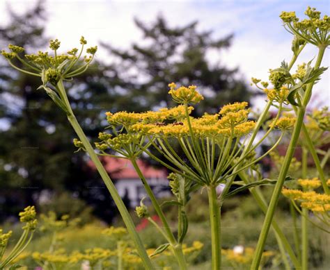 Species Wild Parsnip Pastinaca Sativa L