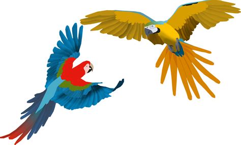 Download Macaw Clipart Flying Png Download 2935760 Pinclipart