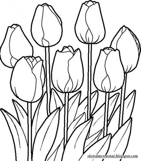 Tidak salah jika memilih bunga matahari untuk digambar atau dilukis. Sketsa Mewarnai Gambar Bunga Tulip - Sketsa Mewarnai