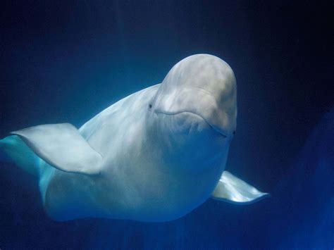 Beluga Whale Sanctuary Official Website Buy Tickets Online To Save