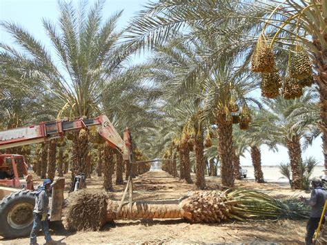 Quality Phoenix Dactylifera Palm Trees At Low Price West Coast Trees