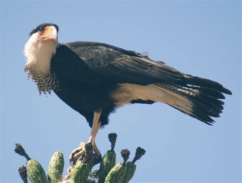 Northern Crested Caracara Or Mexican Eaglefalcon Is The National Bird