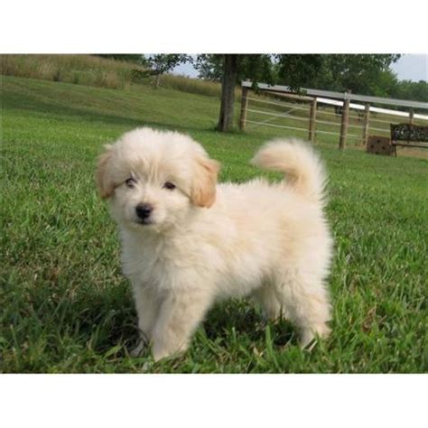They are a cross between a golden retriever & a poodle. I want this toy goldendoodle!!! | Toy goldendoodle ...