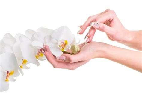 Hands Of The Girl Holding An Orchid On Isolated White Stock Photo