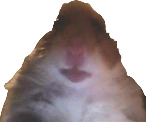 Hamstermeme Meme Hamsercult Hamster Sticker By Emittense