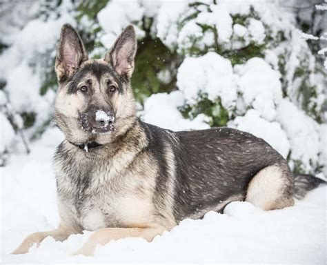 The Unusual Silver German Shepherd What Should You Know