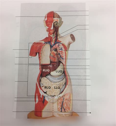 Anatomy Human Torso Model Labeled Human Torso Model Parts Cm Tall Be Able To Identify