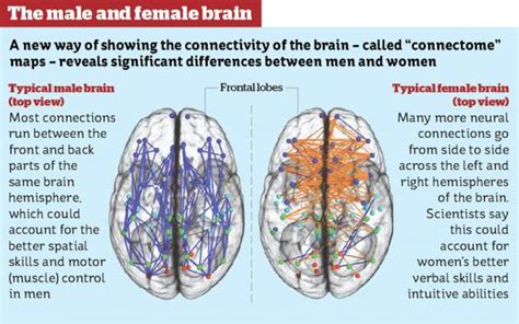 The Hardwired Difference Between Male And Female Brains Could Explain