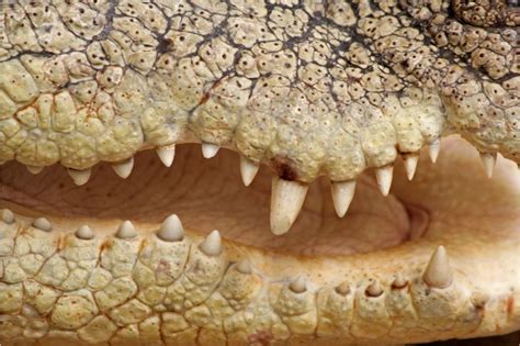 Crocodiles Teeth How Many Teeth Do Crocodiles Have