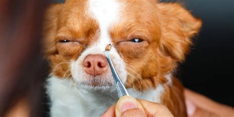 8 Common Types Of Ticks On Dogs And How To Identify Them Daily Paws