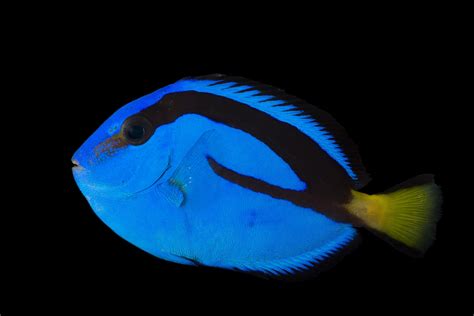 Blue Tang Facts And Photos