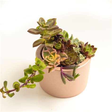 Baby Succulents In A Rose Gold Planter Succulents Gold Planter