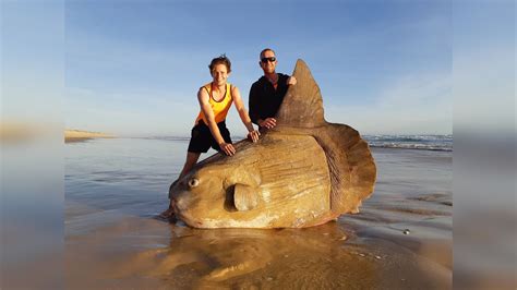 A Rare Giant Sunfish Weighing More Than A Car Washes Up On A Beach In