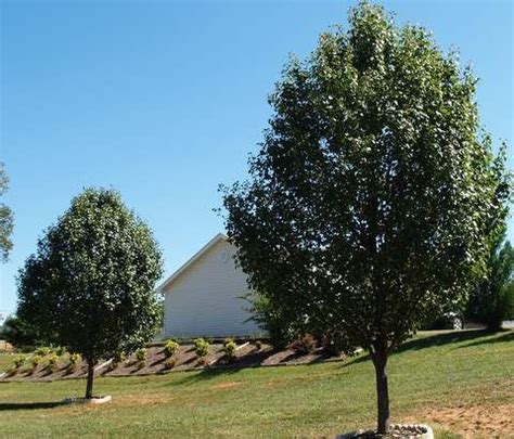 Read online books for free new release and bestseller Two Cleveland Pear Trees In Yard