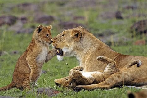 10 Most Amazing Pictures of Cute Lion cubs