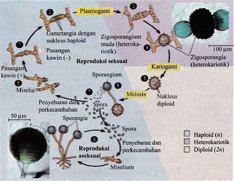 Cara Reproduksi Deuteromycota Ascomycota Struktur Jamur Zygomycota