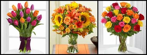 Your password has been sent to the specified email address. Avas Flowers Reviews | PETLY HUB