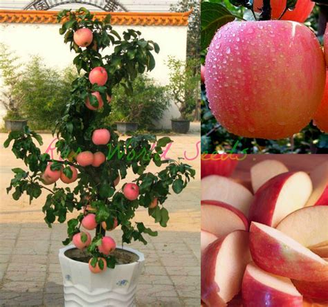 Buy Seeds Dwarf Fuji Apple Tree Indoor Or Outdoor Sweet Fruits