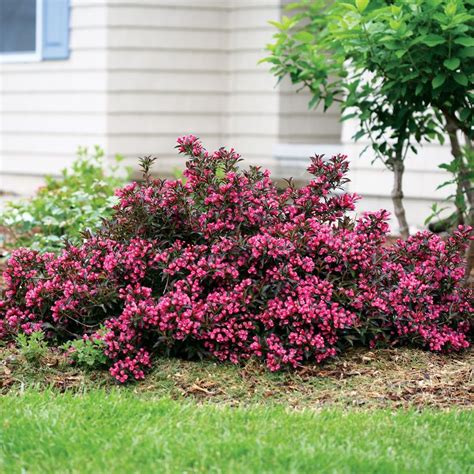 Shrubs are perennial woody plants, and therefore have persistent woody stems above ground (compare with herbaceous plants). Weigela Sonic Bloom™ Pink | Flowering bushes, Garden ...