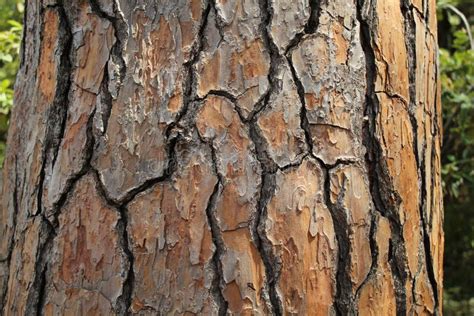 Lebanese Cedar Background Of Cedar Tree Bark Stock Photo Image Of