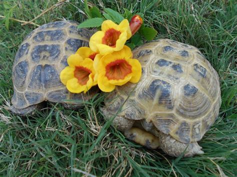 Arizona Tortoise Compound~female Russian Tortoise