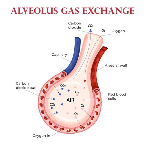 Oxygen And Carbon Dioxide Exchange In Alveolus With Erythrocytes