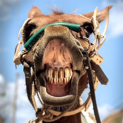 These Hilarious Photos Of Horses Smiling Will Make Your Day Always Pets