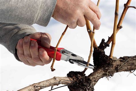 How To Train And Prune Grapevines