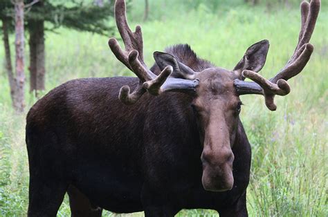 Shubenacadie Provincial Wildlife Park Ns Canada Heroes Of Adventure