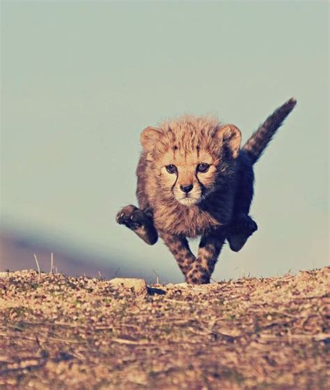 Baby Cheetahs Cheetahs And Babies On Pinterest